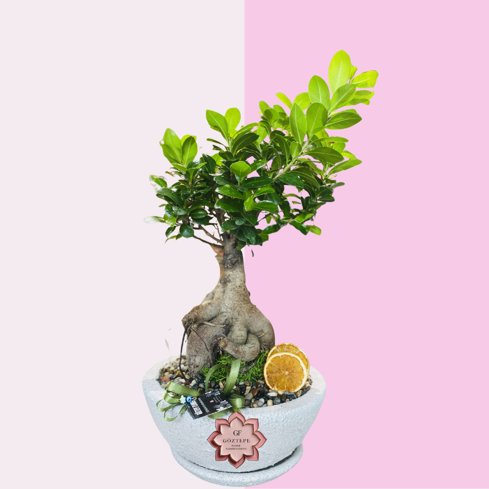 Doğal Denge Bonzai | Natural Balance Bonsai Teraryum