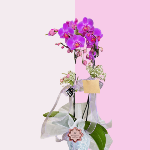 Zarif Mor | Elegant Violet
