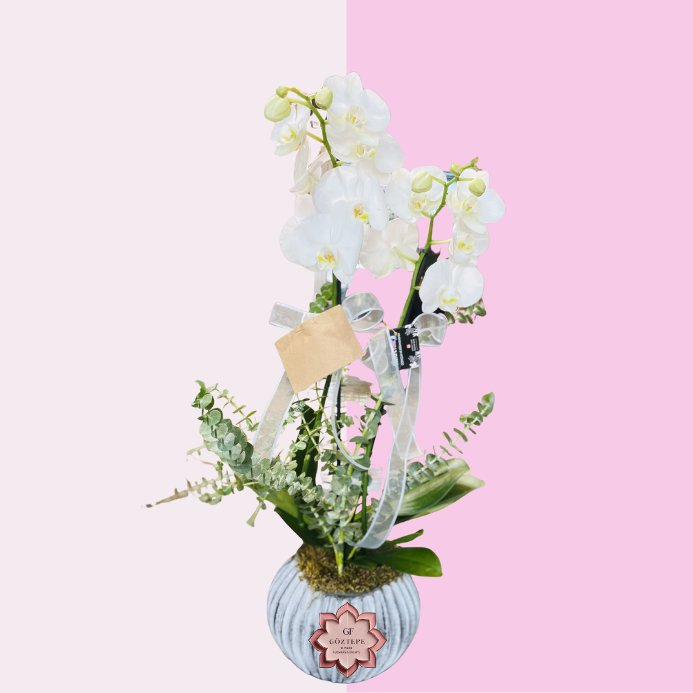 Beyaz Zerafet | White Grace