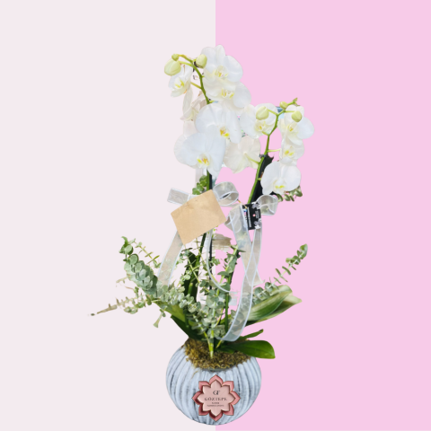 Beyaz Zerafet | White Grace
