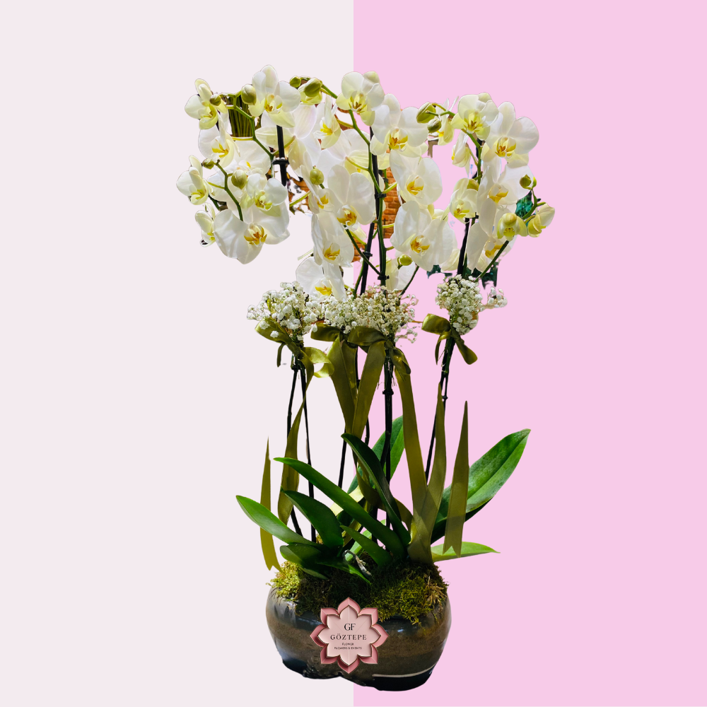 Beyaz Bahçe | White Garden