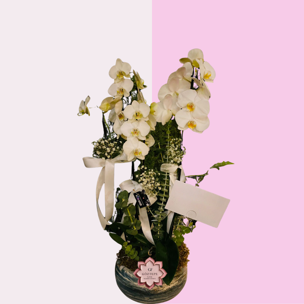 Lüks Beyaz | Luxury White Orchid