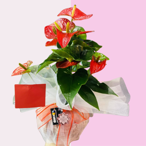 Kalp Formu | Heart Charm (Antoryum)