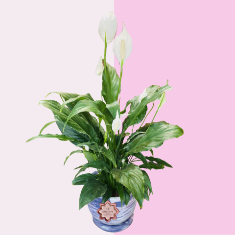 Kadın Mutluluğu | Woman’s Joy (Spathiphyllum)