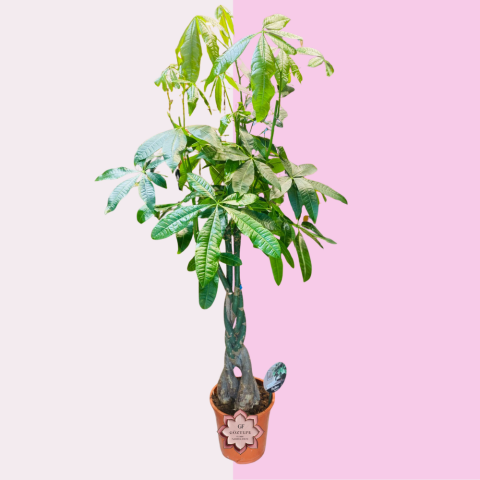 Bereket Ağacı | Tree of Fortune (Pachira Aquatica)