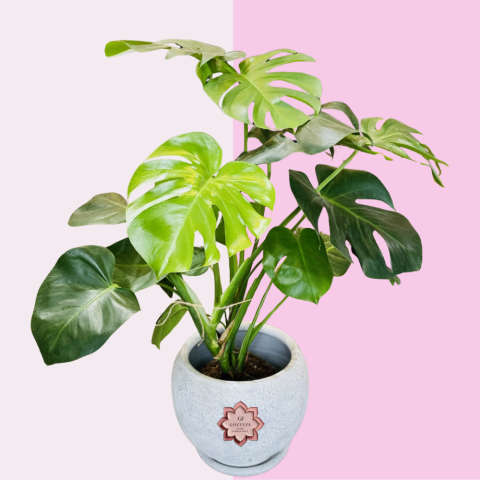 Tropikal Zarafet | Tropical Grace (Monstera)
