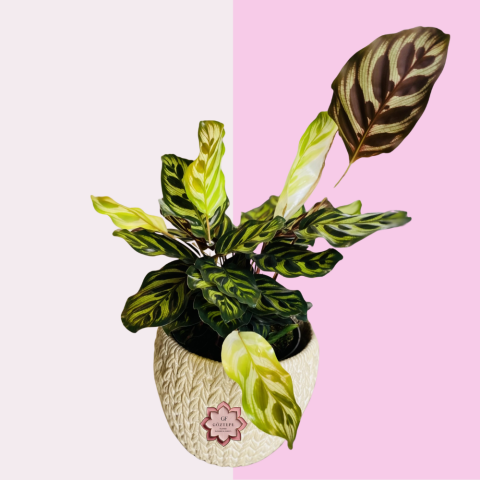 Sessiz Denge | Silent Balance (Calathea)