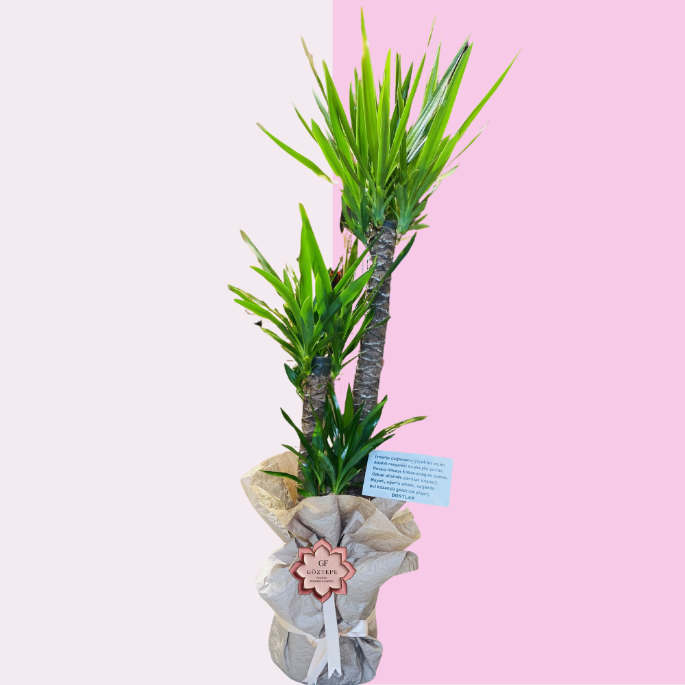 Doğanın Heybeti | Nature’s Tower (3’lü Yukka – 140 cm)