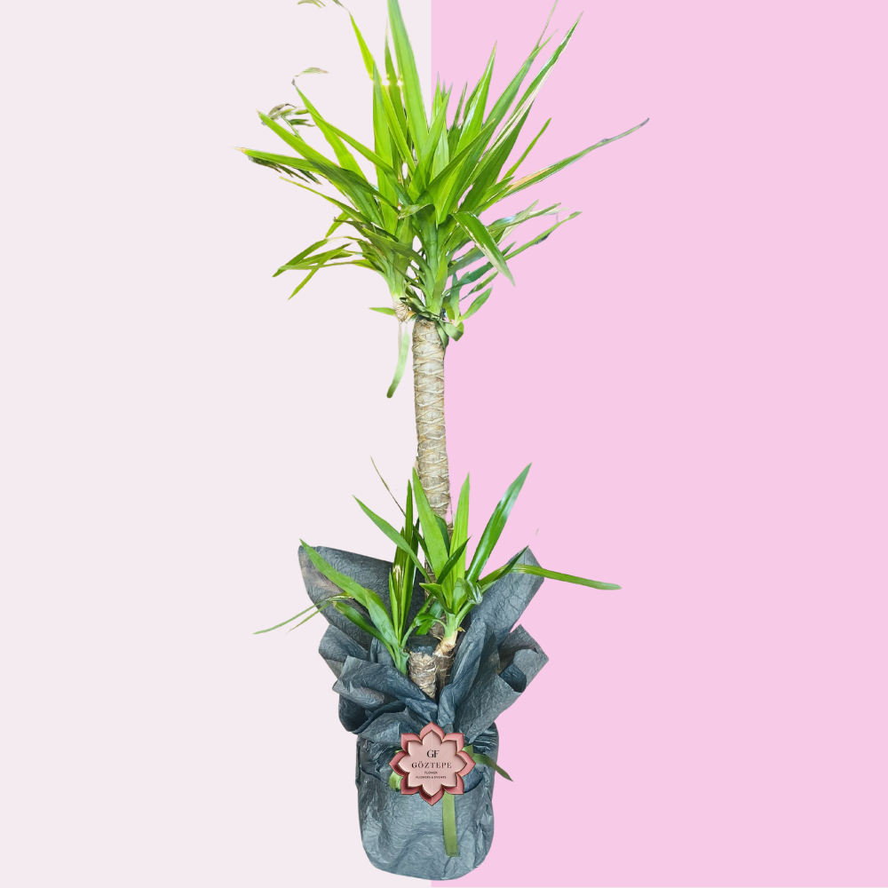 Yeşil Duruş | Calm Spirit (2 Gövdeli Yukka – 110 cm)