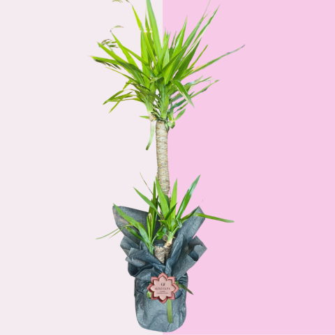 Yeşil Duruş | Calm Spirit (2 Gövdeli Yukka – 110 cm)