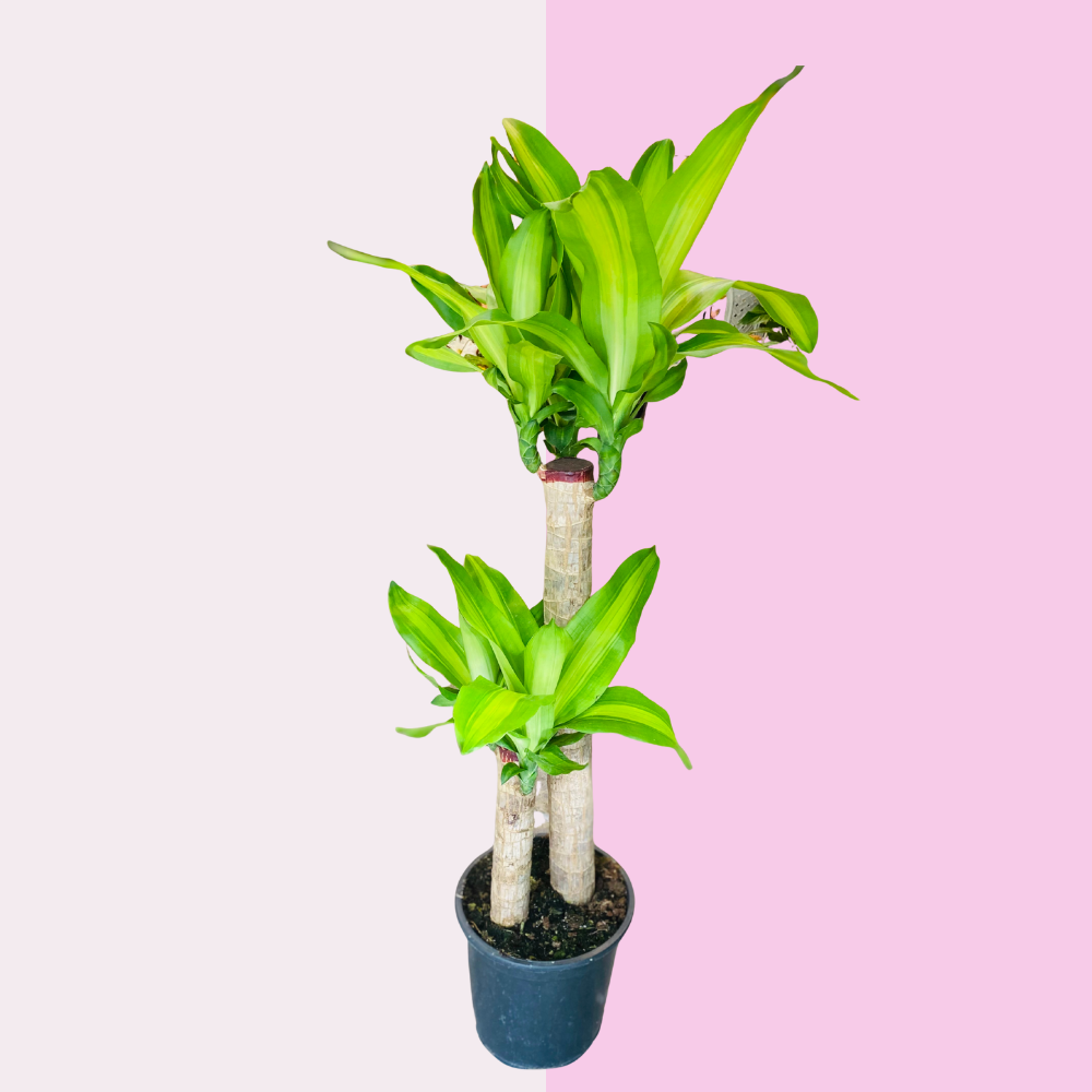Dinginlik / Tranquil Green