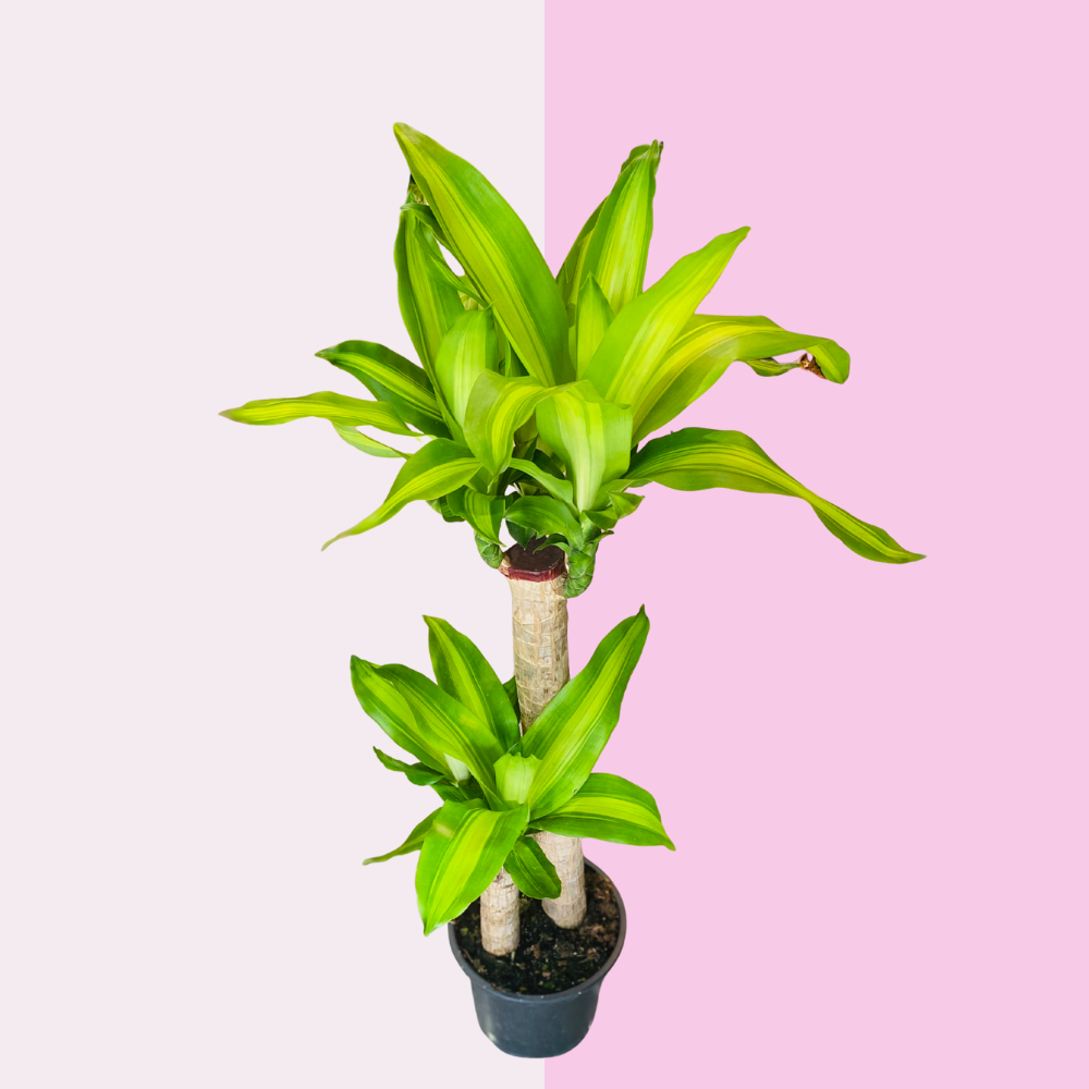 Dinginlik / Tranquil Green