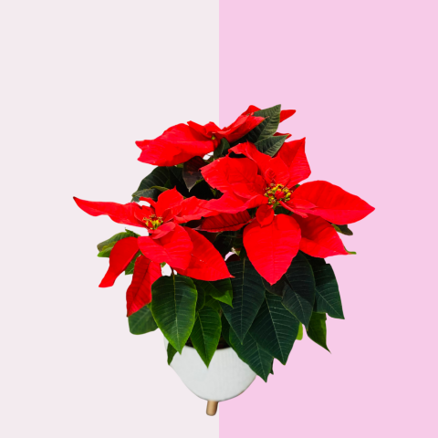 Cumhur Rengi / Republic Red