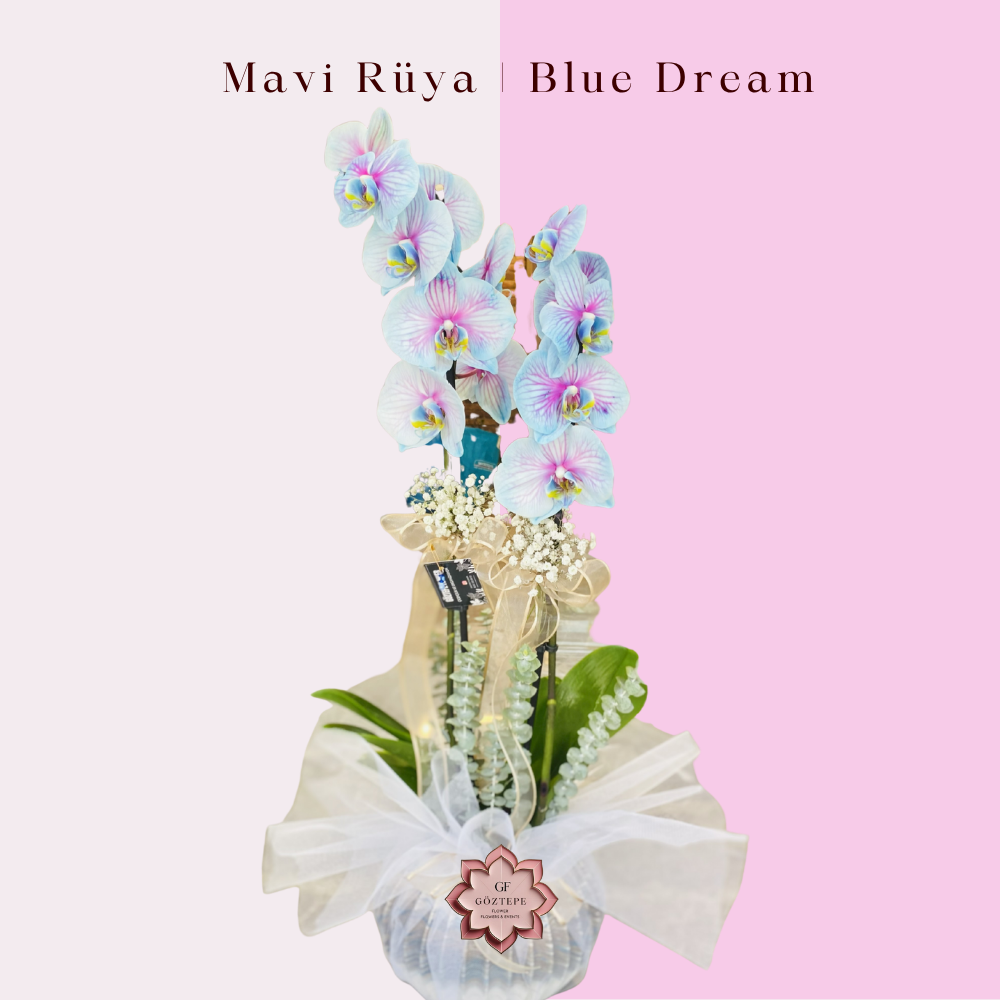 Orkideler – özel günler için şık orkide aranjmanları | Göztepe Flower